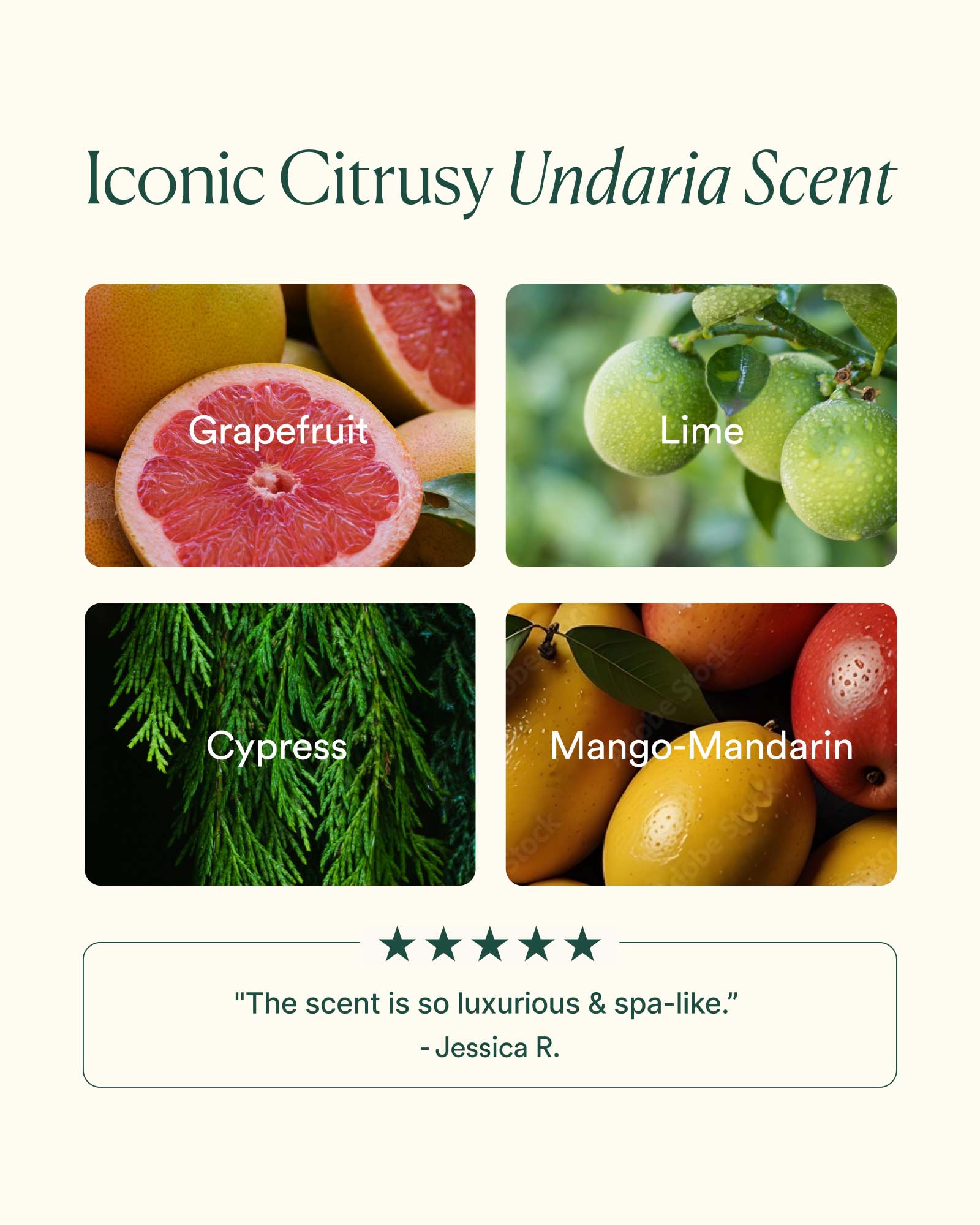 Undaria Algae™ Body Butter - Image 5